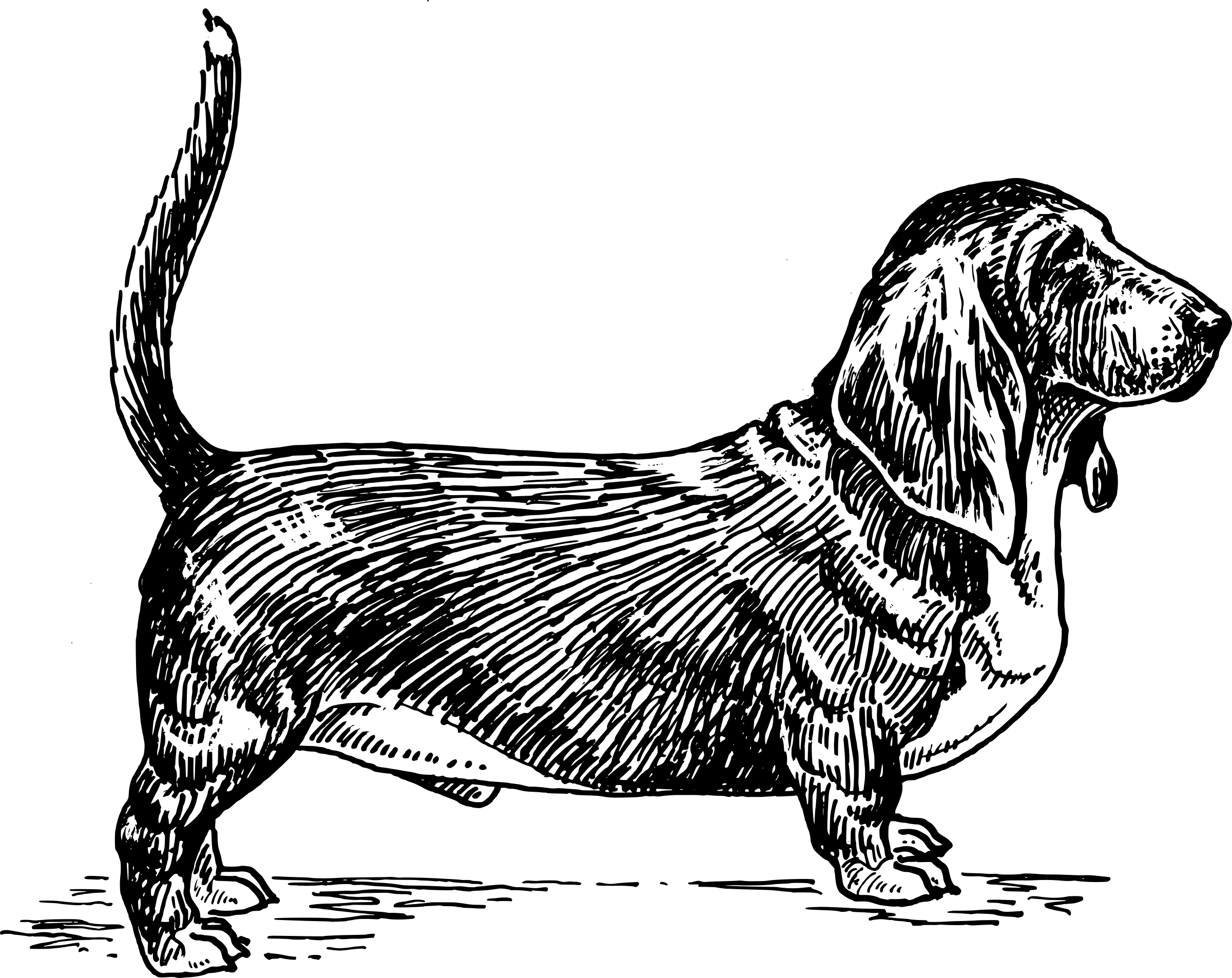 hundvänligt