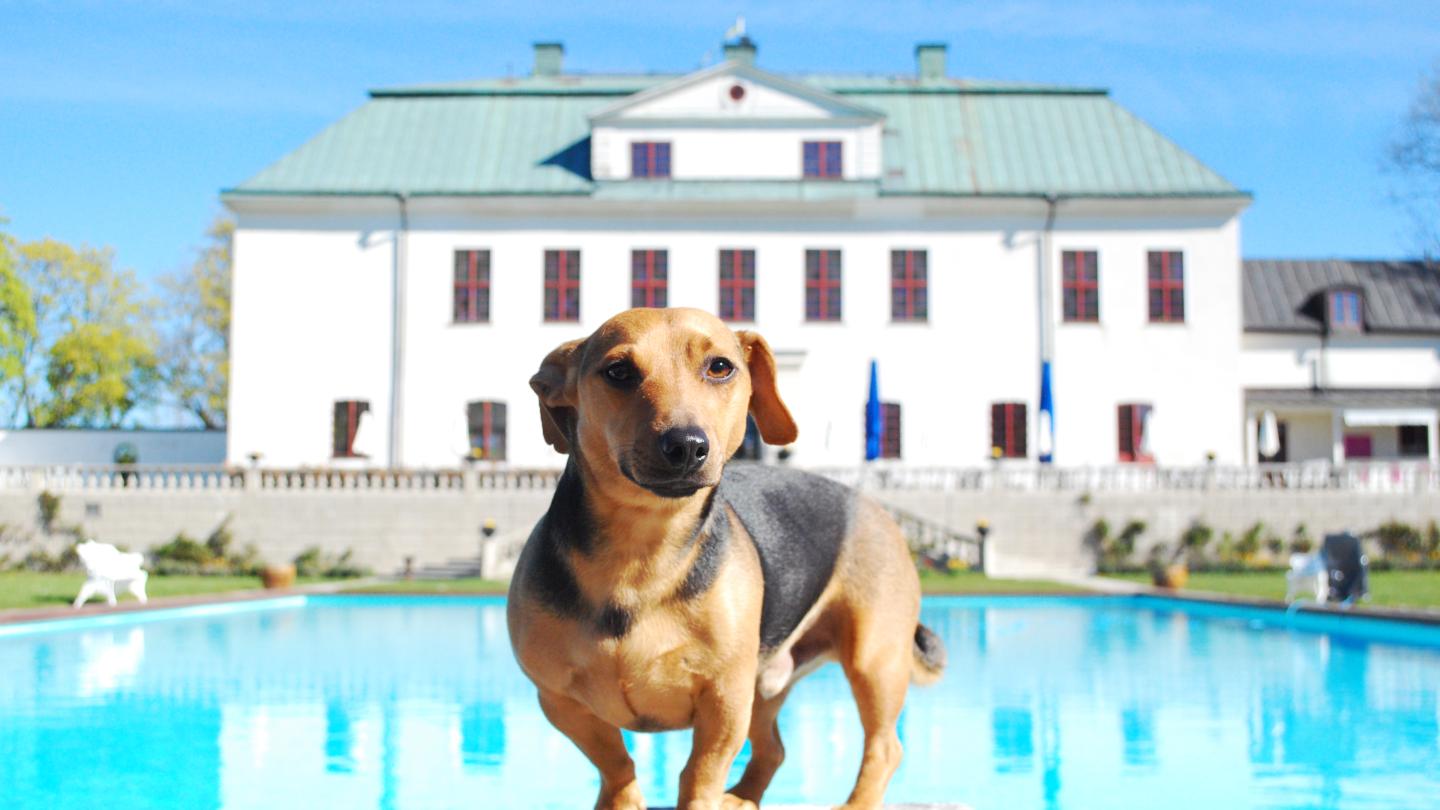 Hunden Simon framför Slottet